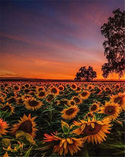 Zdklfm69 Malen nach Zahlen Ölgemälde nach Zahlen Landschaft Erwachsene Sonnenblume Sonnenuntergang auf Leinwand Ölbild Zeichnung Malen nach Zahlen Dekoration Geschenk 40x50cm