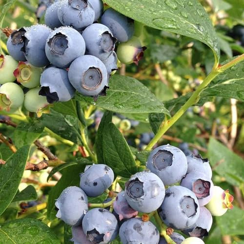 Carbeth Plants - Blueberry Bush 'Chandler' Plant in 1.5L Pot - Heavy Cropping Vaccinium - Tasty Fruit