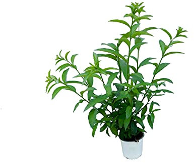 Planta de Galán de Noche Árbol Dama de Noche Planta Natural Cestrum Nocturnum