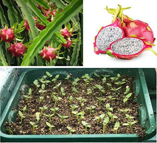 Dragon Fruit 20+ Seeds Pitaya Pitahaya