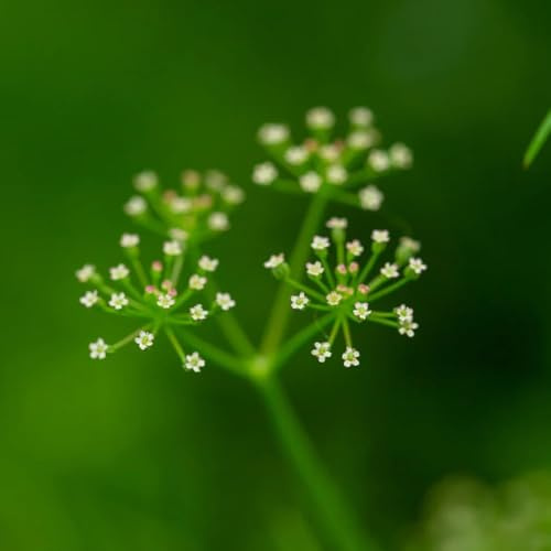 perifollo de jardín de invierno Semillas hortalizas y medicinales balcón Cultivo hortalizas invierno sostenibles orgánicas cubrir el suelo 200semillas