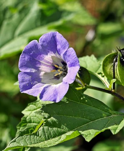 Seedeo Blaue Lampionblume (Nicandra physaloides) 100 Samen