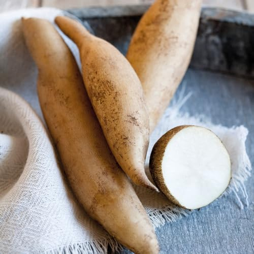 Bedwen Yacon 'Inka White' Plug Plant x3 – Sweet Crisp Ground Apple Tubers for Salads, Syrup Making & Fresh Eating