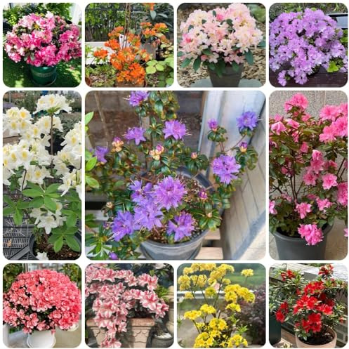 semillas de rododendro, semillas de azalea, decoración de jardín para exterior decoración de la sala de estar 200pcs
