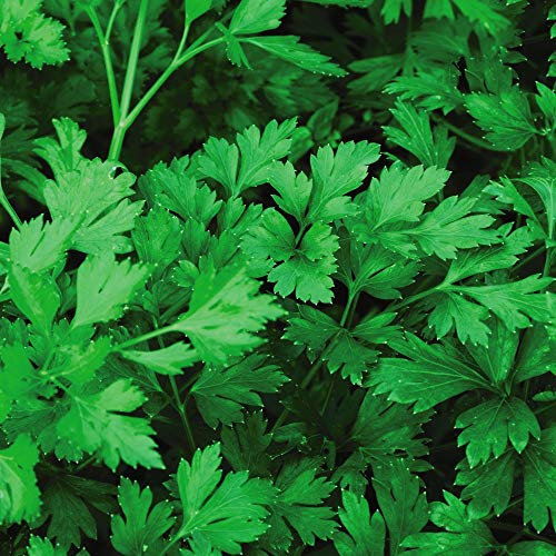 Parsley 'Plain Leaved (Sheeps) 2' Flat Leaved Hardy Biennial Herb Vegetable Garden Plants Grow Your Own 1 x Seed Packet (1000 Seeds) Parsley 'Plain Leaved (Sheeps) 2'