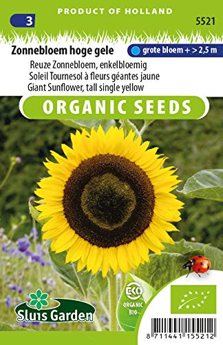 Sonnenblume Tall Single, Gelb