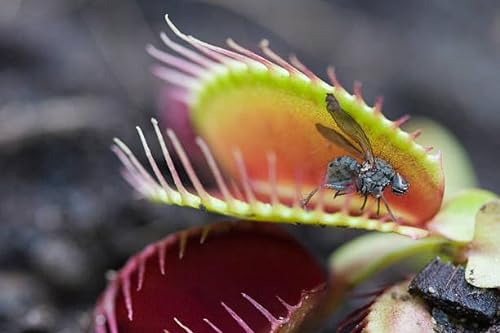 VENUSFLIEGENFALLE, LEBENDIG UND IN PERFEKTEM ZUSTAND - SMB