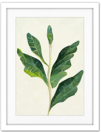 Doppelganger33 LTD Detail Of Rubber Fig Plant Botanical Illustration Artwork Framed Wall Art Print 18X24 Inch