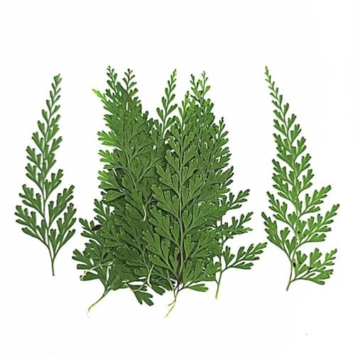 60 Stück gepresste getrocknete Blätter, 5–8 cm, Herbarium für Schmuck, Postkarten, Einladungen, Karten, Handyhüllen, DIY-Standard