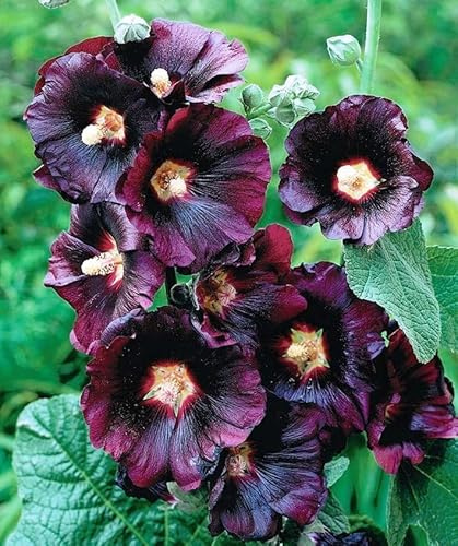Seeds4planting - Seeds Black Hollyhock 'Nigra' Perennial Flowers for Planting