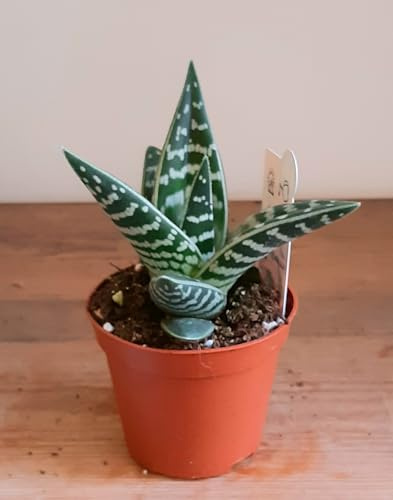 Aloe Variegata la Suculenta Natural Perfecta para tu Hogar