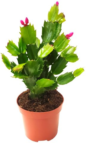 Cactus de Pascua con Flores en Invierno Planta Típica de la Navidad