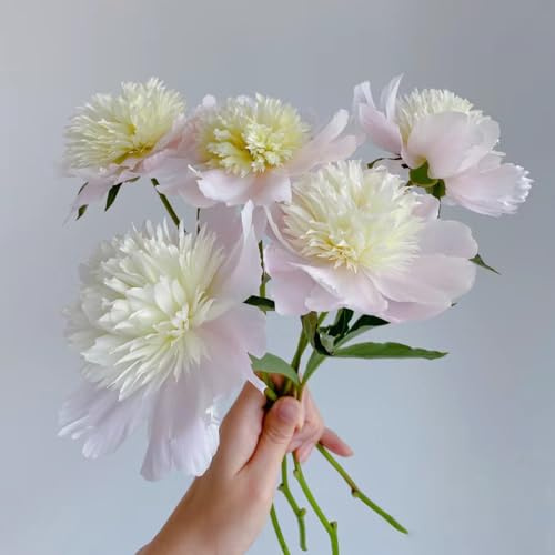 6 pcs pfingstrosen zwiebeln winterhart, pfingstrosen knollen blumen für balkon, pflanzen winterhart draußen pfingstrose (Paeonia suffruticosa) balkon blumen schnittblumen pflanzen