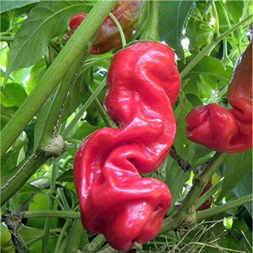 Semi Peperoncino Peter Pepper