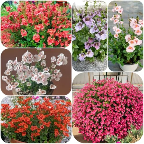 diascia - kräuterpflanzen wildbalkonblumen diascia barberae blumenwiese mehrjährig, herbst deko winterharte garten blumensamen 120samen