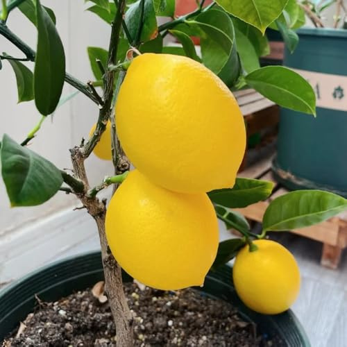 Zitronenbaum, Zitronensamen, pflanzensamen bio Citrus limon, säulenobst alte sorten balkon garten 60Samen