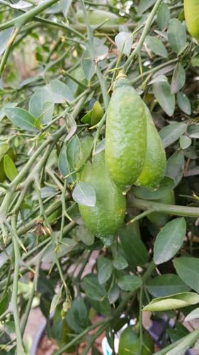 Citrus australasica 'Faustrime' greffé sur FA5 / Citronnier caviar Faustrime/Conteneur de 5 à 6 litres/Touffe