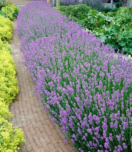 BALDUR Garten 24x Blauer Duft-Lavendel, Pflanzen im 9x9 cm-Topfballen | Lavendelpflanzen, winterharte Staude, trockenresistent, mehrjährig, blühend, intensive Farbe, Schnittblume, pflegeleicht