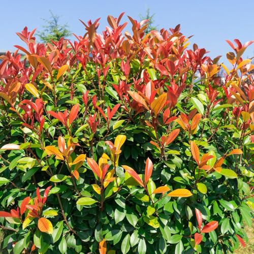 Semi di Photinia Red Robin per giardinieri ornamentali biologiche semi di resistenti per giardini rocciosi giardino siepe, 350pcs