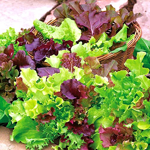 Lettuce Seeds – Homegrown French Salad Leaves Mixed – Perfect Crop for Beginners – Fresh Tasty Salad Base - for Your Beautiful Garden