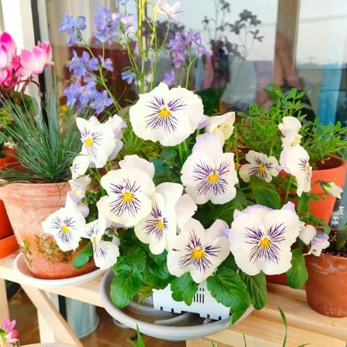 semi di viola del pensiero, biologiche rialzata giardino sul balcone giardino interno resistenti in vaso balcone con varietà antiche 125pcs