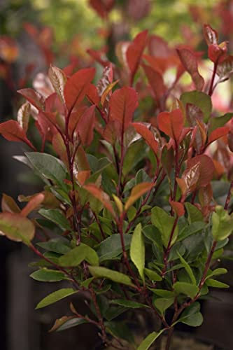 Photinia fraseri 'Little Red Robin' 20-30 cm - Glanzmispel, rote Blattaustriebe, immergrün, ideal für Hecken und Kübel, pflegeleicht und winterhart