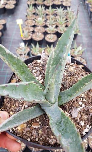 Agave americana 'Toliman Blue' / Agave d'amérique bleu/Conteneur de 2 à 2.9 litres