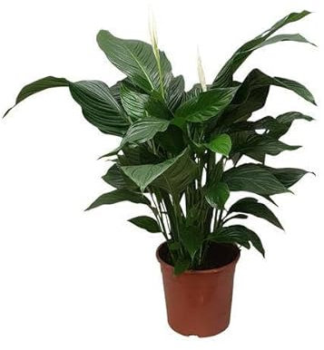 Einblatt - Spathiphyllum Sweet Silvana - Zimmerpflanze - Ø24cm - 80cm