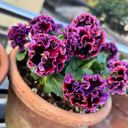 semi di violetta cornuta perenni, decorazione del soggiorno Viola cornuta - perenni resistenti d'appartamento semi di decorazione da giardino 600pcs