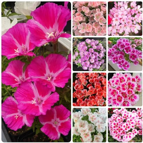 Semi di azalea estiva, vecchie varietà semi di da giardino roccioso resistenti decorazione del soggiorno da esterno 400pcs
