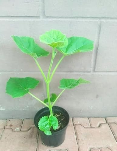Paulownia Blauglockenbaum Tomentosa Baum Winterhart Großer Sämling Neu Design
