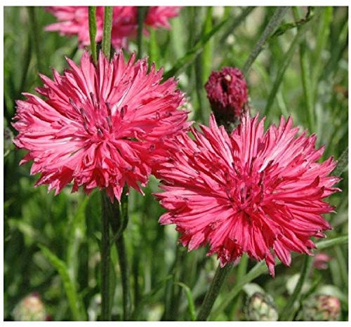 PREMIER SEEDS DIRECT - Cornflower - Centaurea CYANUS - RED BOY - 500 Finest Seeds