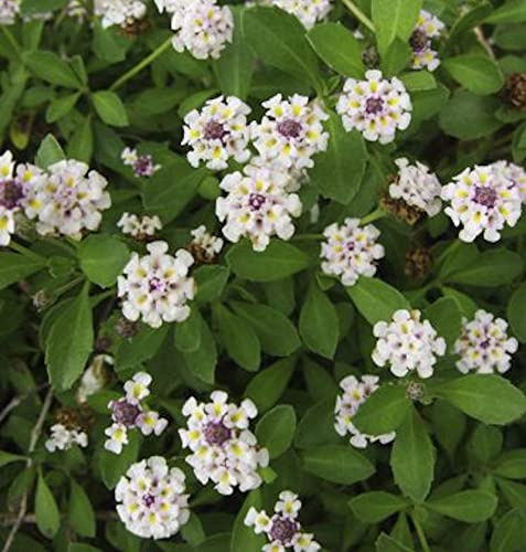 Teppich Verbene Summer Pearls - Phyla nodiflora - lebende Gartenpflanze aus den Baumschulen