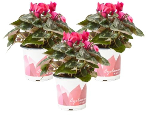 Planta Cyclamen natural - Flor de invierno (Maceta 11cm PACK 3 UNIDADES)