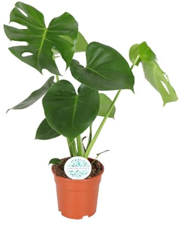 Planta Agujero - Monstera Deliciosa altura 55cm tamaño maceta 17cm