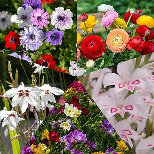Blumenzwiebel Mischung Fröhlicher Sommer | 85 Stück | Blumenzwiebel | Knolle | Gemischt | Lila | Orange | Rot | Rosa | Weiß | 100% Blütegarantie | QFB Gardening