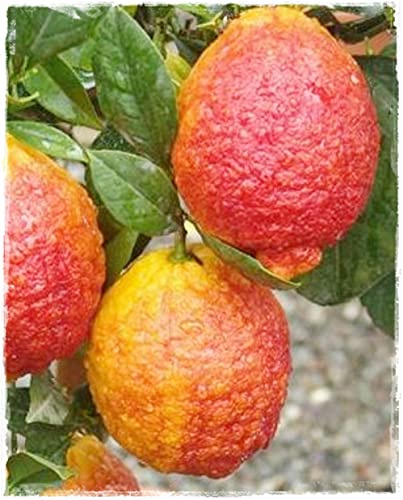 Planta de limón rojo Citrus Volkameriana – en maceta: Ø 22 cm – H 80/90 cm