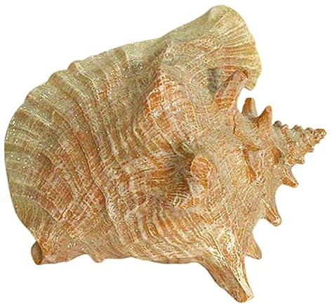 Naturliga snäckskal, Stora skal, Conch Sea Shell, Skaldekorationer(B)