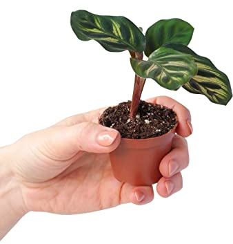 PLNTS - Baby Calathea Makoyana (Gebetspflanze) - Zimmerpflanzen, Pflanzen Echt, Nachhaltige Verpackung Pfauenpflanze- 6cm Topf - Höhe 10cm - Direkt von der Gärtnerei