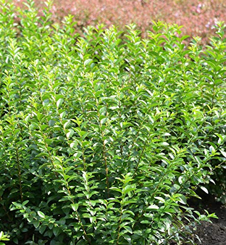 Liguster Green Diamond 40-60cm - Ligustrum ovalifolium - lebende Gartenpflanze aus den Baumschulen