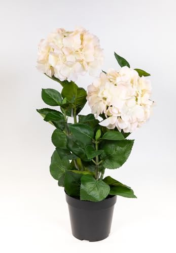 Seidenblumen Roß Garten-Hortensie 56cm im Topf GA kuenstliche Blumen Pflanzen Kunstblumen Kunstpflanzen (Rosacreme)