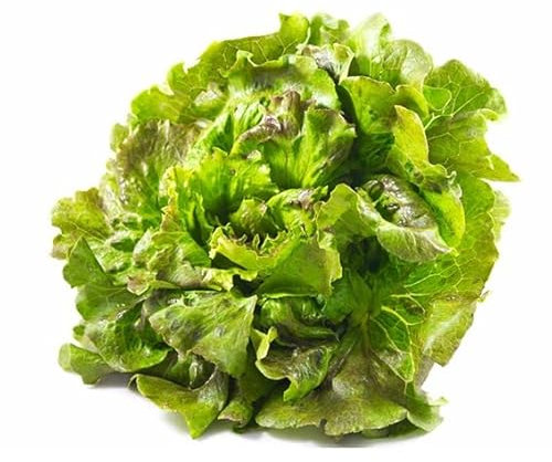 Semillas de Lechuga para Preparar Ensaladas Semillas Lechuga Maravilla Verano