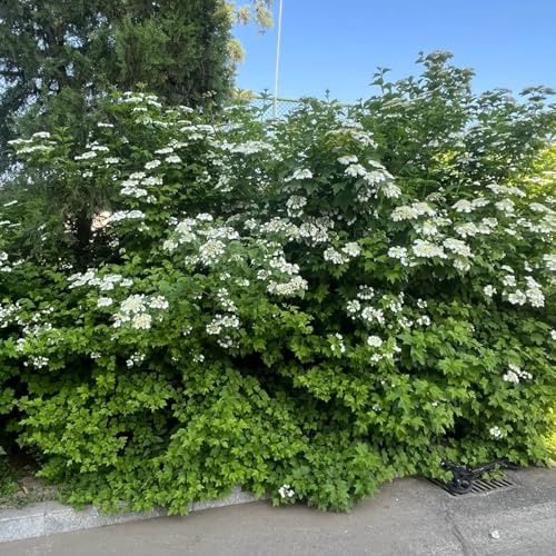 semi resistenti di palla di neve verdi, decorazione del giardino esterno palla di neve invernale esotiche arbusti resistenti biologici, vecchie varietà, 250pcs