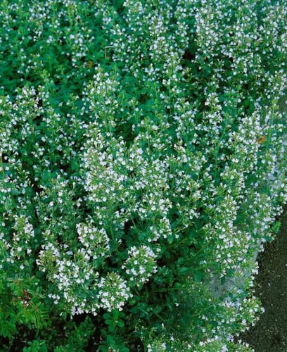 Calamintha nepeta 'Blue Cloud' 9x9 cm Topf – Winterhart, Mehrjährig, Pflegeleicht – Bergminze – Staude für Beet & Steingarten