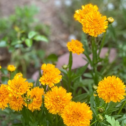semillas de coreopsis - coreopsis - resistentes para el jardín, resistentes para parterres elevados, para, 35pcs