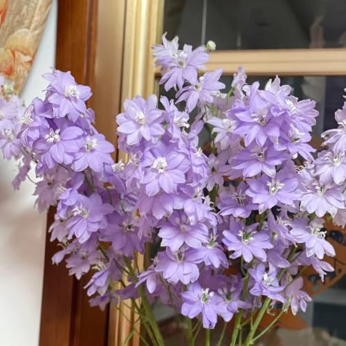 semi di delphinium - giardino resistenti balcone perenni esterno 20pcs