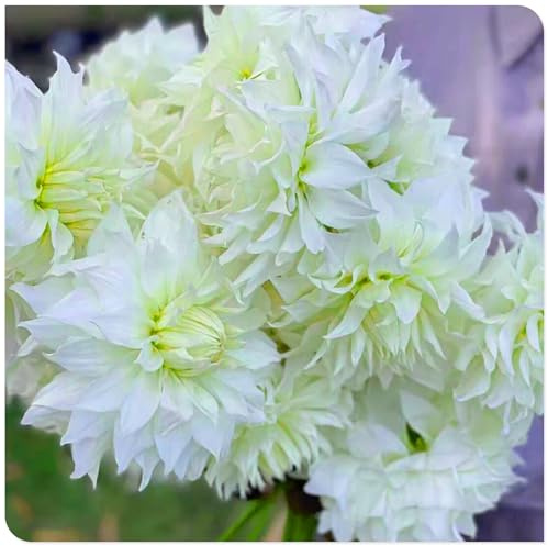 Dalie di alta qualità, bulbi perenni resistenti al freddo, adatti sia per uso interno che esterno, perfetti per decorare il tuo giardino o balcone-2bulbi-D