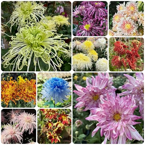 crisantemo, crisantemi - per l' di semi di giardino, balcone ombra semi selvatici primaverili, resistenti in vaso rampicanti, giardino 600semi