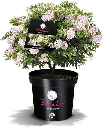 Plantenwelt Wiesmoor !!WELTNEUHEIT!! Bloombux® – Flower & Form by INKARHO® 20-25 cm breit im 2 Liter Pflanzcontainer