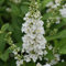 Semi di fiori di Buddleja bianchi 100 pezzi